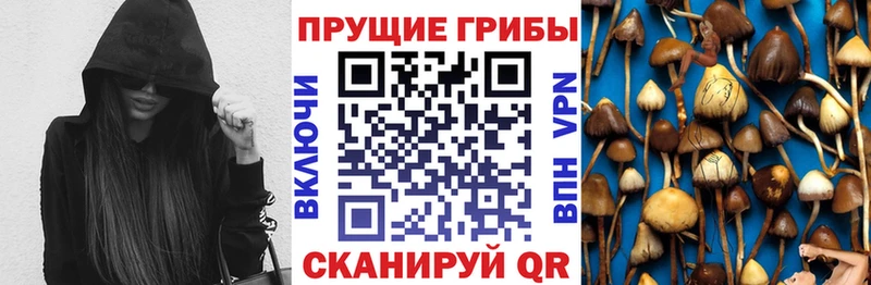 Галлюциногенные грибы Cubensis  дарк нет клад  Болгар 